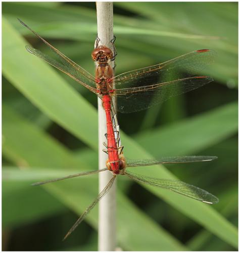 Sympetrum meridionale