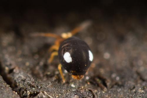 Sminthurinus trinotatus
