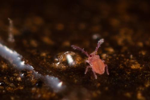 Réf. 196 761 : Sphaeridia pumilis