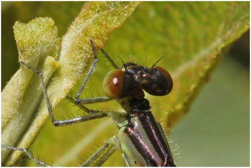 Erythromma viridulum