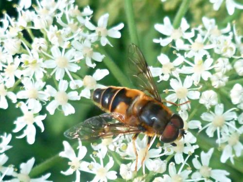 Eristalis pertinax