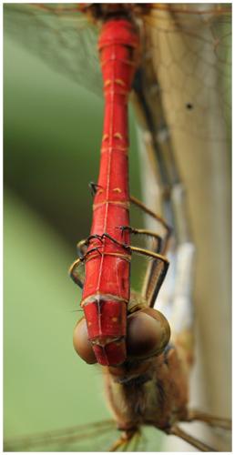 Sympetrum meridionale