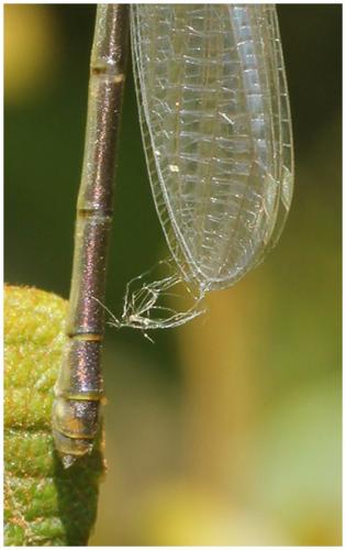 Erythromma viridulum