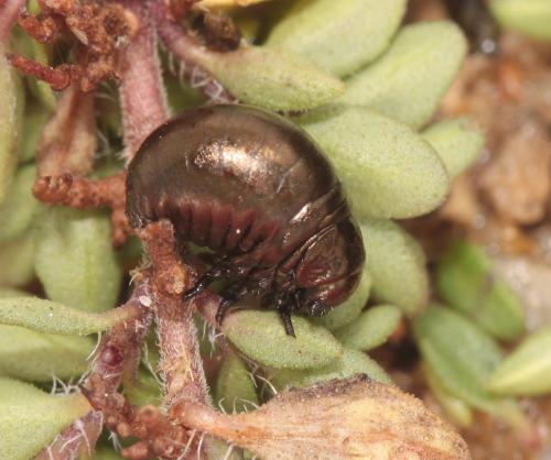 Chrysolina cerealis