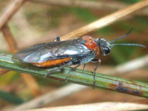 Dolerus sp.