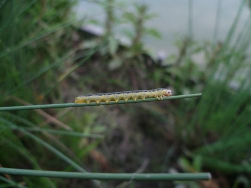 Dolerus triplicatus