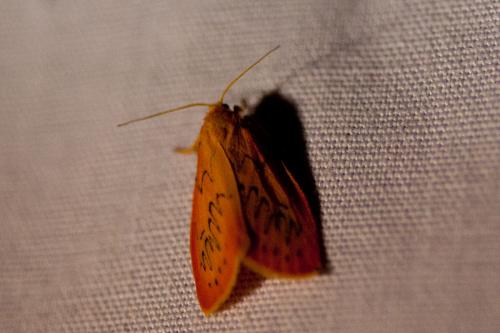 Réf. 196 867 : Miltochrista miniata