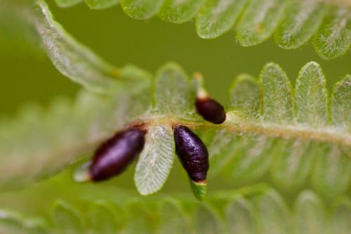 Dasineura pteridis