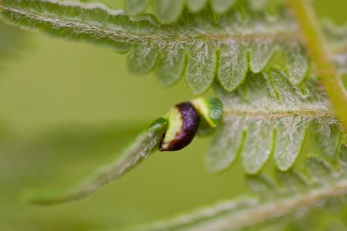Dasineura pteridis