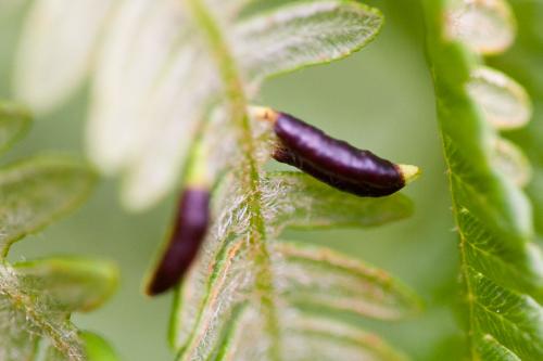 Dasineura pteridis