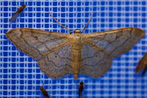 Idaea aversata