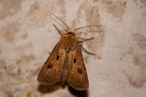 Réf. 196 877 : Agrotis exclamationis