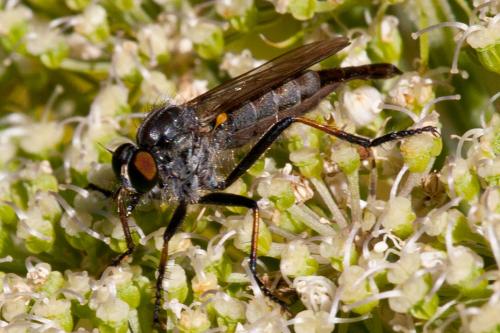 Neoitamus sp.