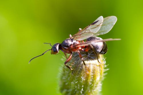 Réf. 196 851 : Formica (rufa-polyctena)
