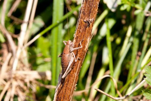 Pholidoptera griseoaptera