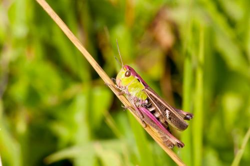Réf. 196 819 : Stenobothrus lineatus lineatus