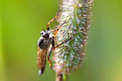 Tolmerus cingulatus