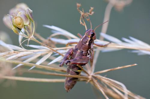 Réf. 196 813 : Podisma pedestris