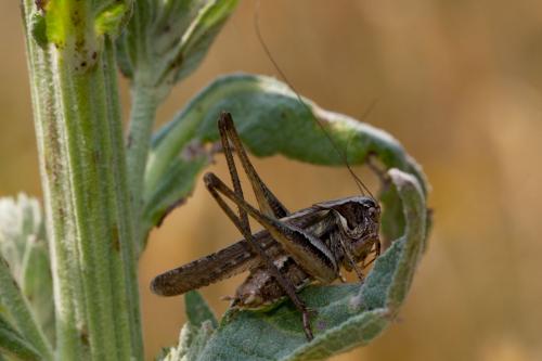 Réf. 196 946 : Platycleis albopunctata