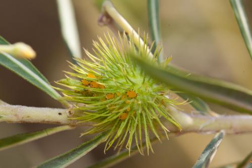 Aphis nerii