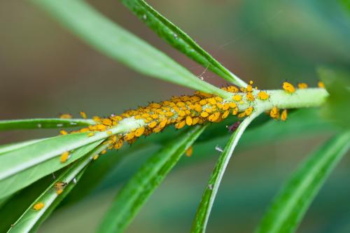 Aphis nerii