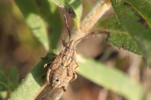 Stictopleurus sp.