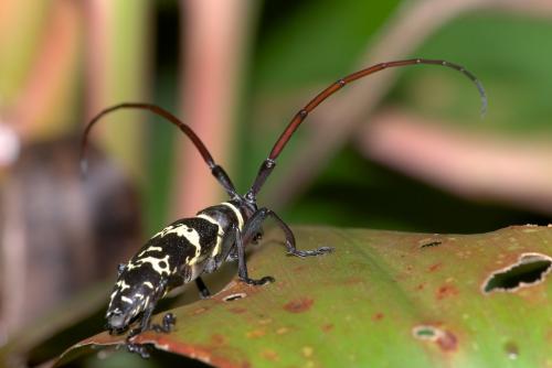 Blepephaeus irregularis