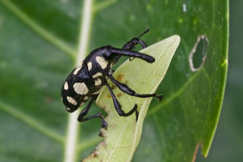 Réf. 196 176 : Alcidodes sp.