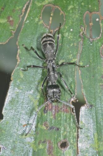 Diacamma sp.