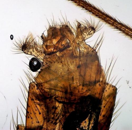 Réf. 196 592 : Mycomya sp.