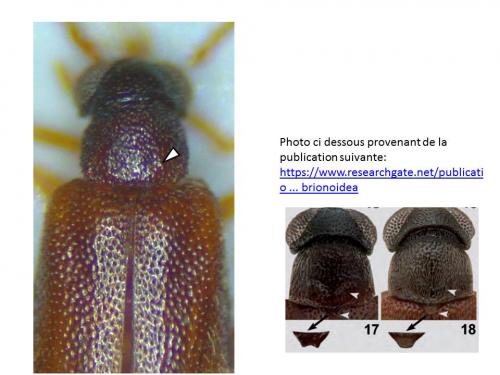 Euglenes oculatus