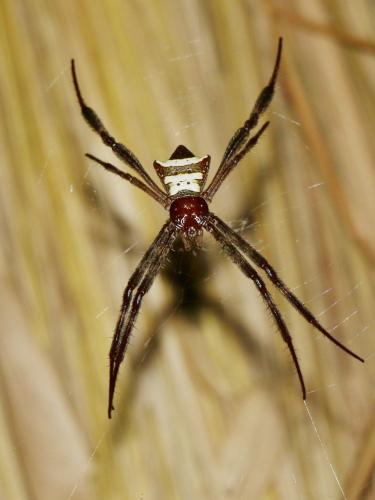 Réf. 196 569 : Argiope sp.