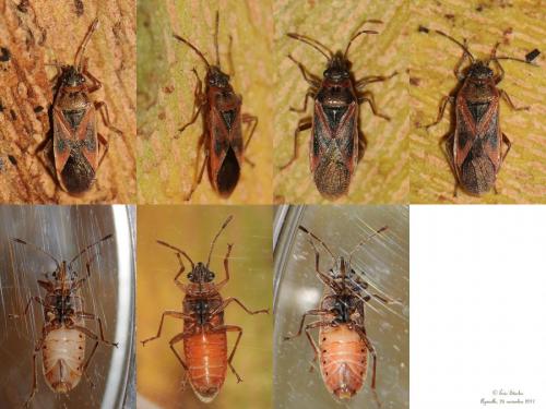 Arocatus sp.