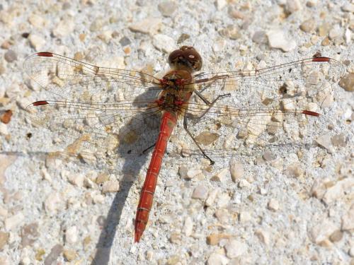 Réf. 196 077 : Sympetrum striolatum