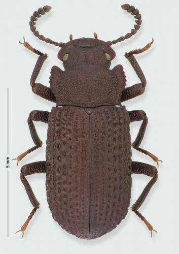 Réf. 196 721 : Bolitophagus reticulatus