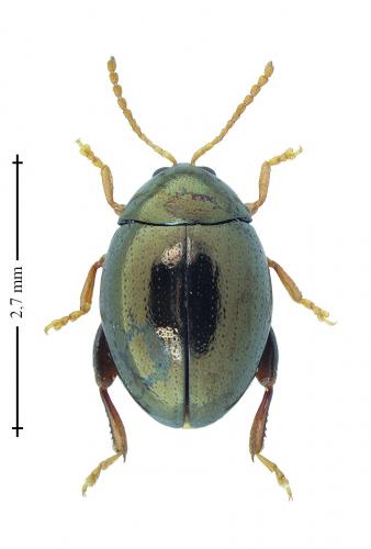 Réf. 196 908 : Apteropeda orbiculata
