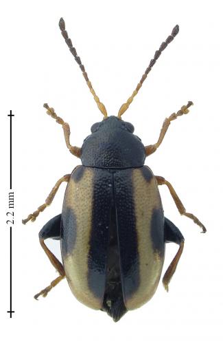 Réf. 196 729 : Phyllotreta rugifrons