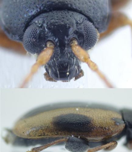 Réf. 196 731 : Phyllotreta rugifrons