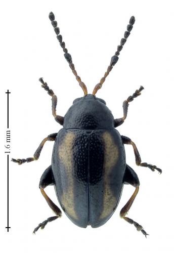 Réf. 196 741 : Phyllotreta exclamationis