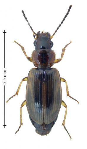 Trichocellus placidus