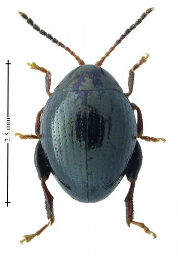 Réf. 196 907 : Apteropeda globosa