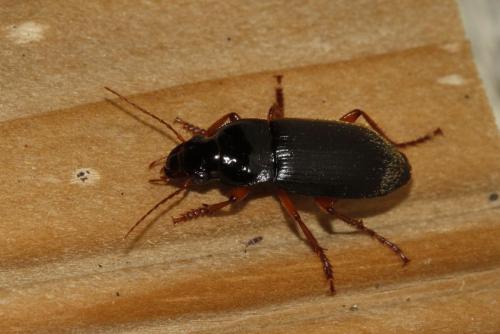 Pseudoophonus rufipes