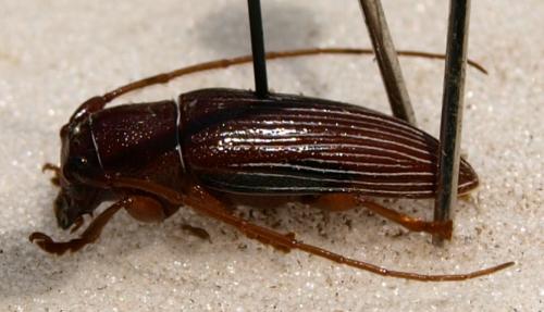 Batrachorhina albostrigosa