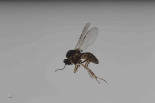 Réf. 196 179 : Dasyhelea sp.