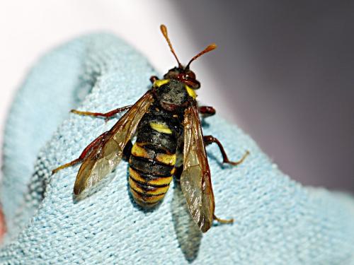 Cimbex quadrimaculatus