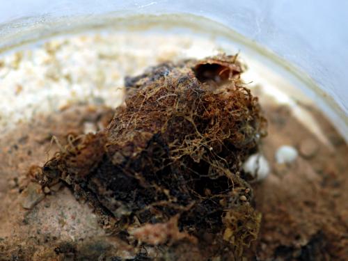 Cimbex quadrimaculatus
