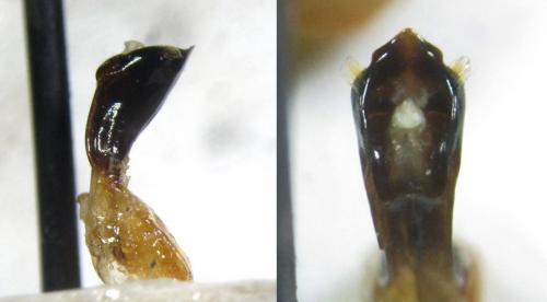 Réf. 196 018 : Clytra laeviuscula