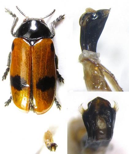 Réf. 196 037 : Clytra sp.