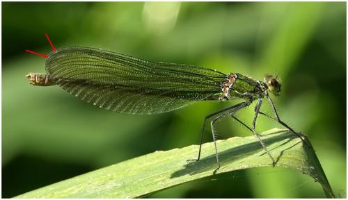 Calopteryx sp.