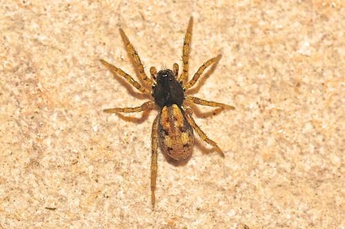 Réf. 196 646 : Arctosa perita